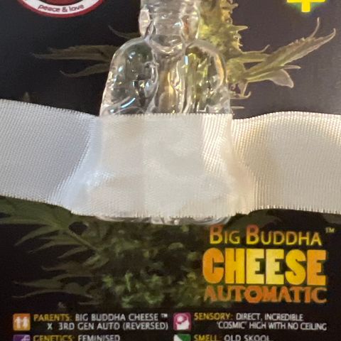 Big Buddha Cheese growlog timeline photo