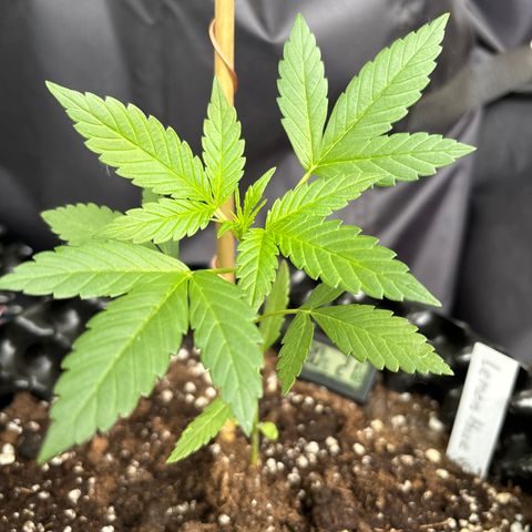 Super Lemon Haze growlog timeline photo