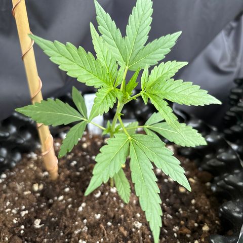 Big Buddha Cheese growlog timeline photo
