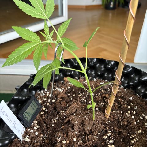 Super Lemon Haze growlog timeline photo