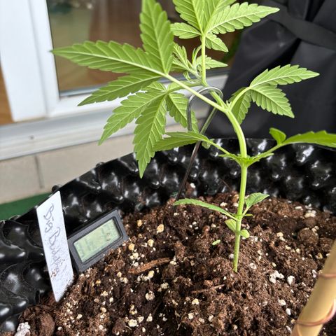 Big Buddha Cheese growlog timeline photo