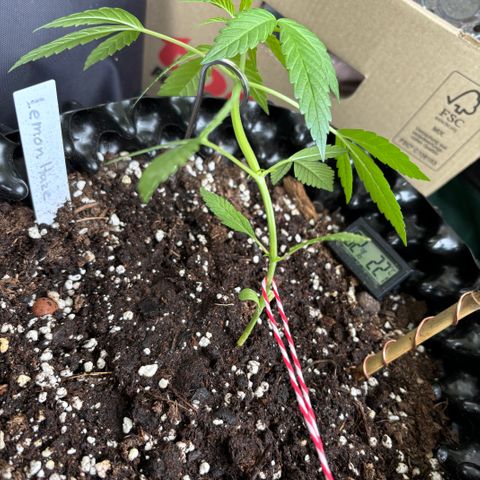 Super Lemon Haze growlog timeline photo