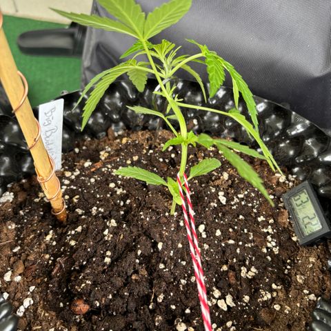 Big Buddha Cheese growlog timeline photo