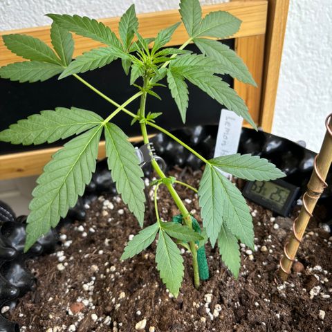 Super Lemon Haze growlog timeline photo
