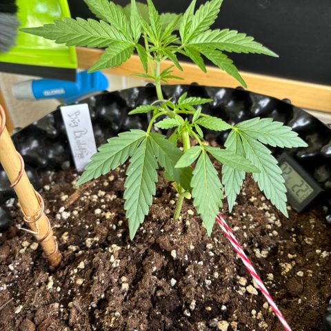 Big Buddha Cheese growlog timeline photo