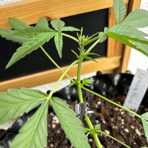 Super Lemon Haze growlog timeline photo