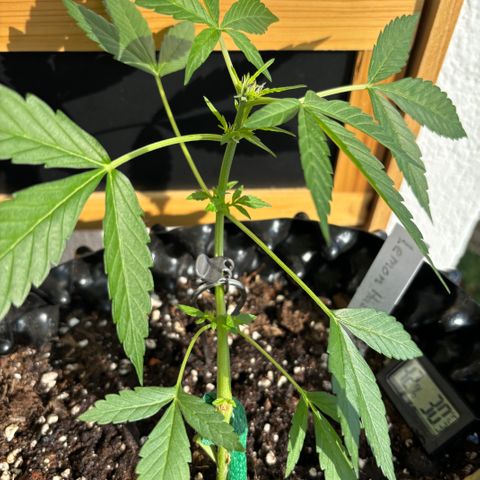 Super Lemon Haze growlog photo: Auch hier kommen die ersten Weißen Härchen das auf die Blütenphase hinweist. 