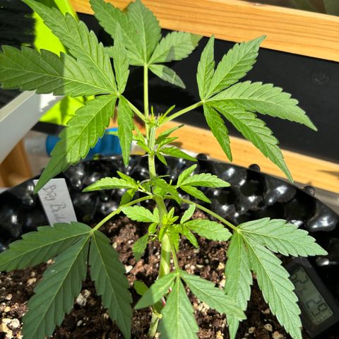 Big Buddha Cheese growlog photo: Auch diese Dame beginnt mit der Blüte die ersten weißen Härchen sind ebenfalls zu sehen. 