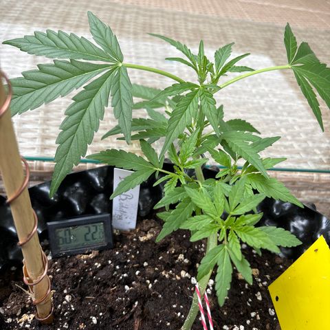 Big Buddha Cheese growlog timeline photo