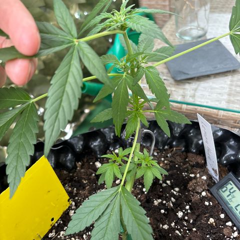 Super Lemon Haze growlog timeline photo