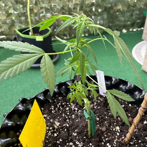 Super Lemon Haze growlog timeline photo