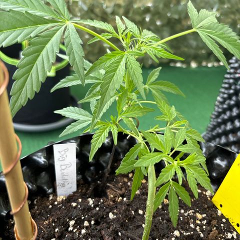 Big Buddha Cheese growlog timeline photo
