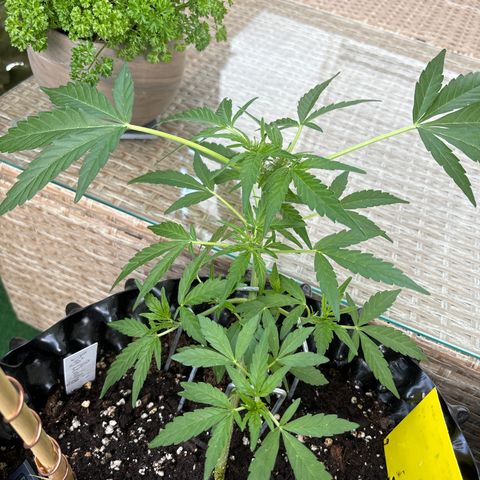 Big Buddha Cheese growlog timeline photo