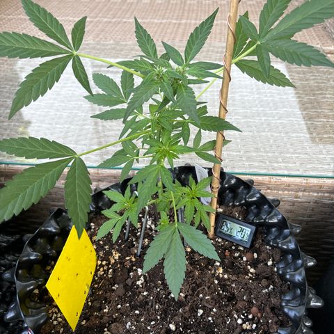 Super Lemon Haze growlog timeline photo
