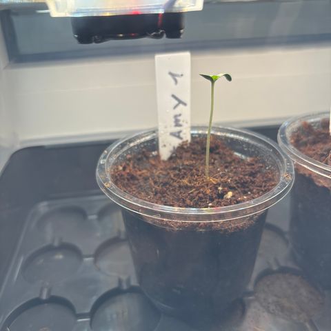 #Amy 1 growlog photo: Alles wunderbar 😉 wächst und gedeiht :) 