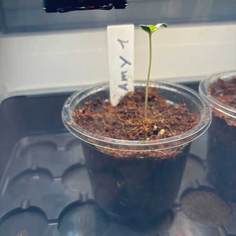#Amy 1 growlog photo: Alles weiterhin wunderbar wächst! 