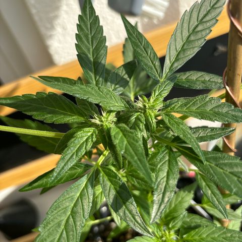 Super Lemon Haze growlog timeline photo