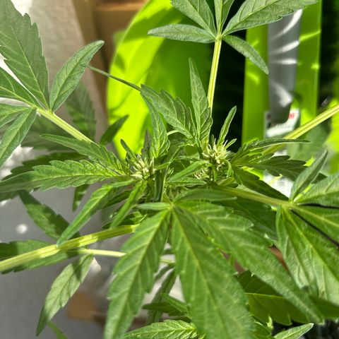 Big Buddha Cheese growlog timeline photo