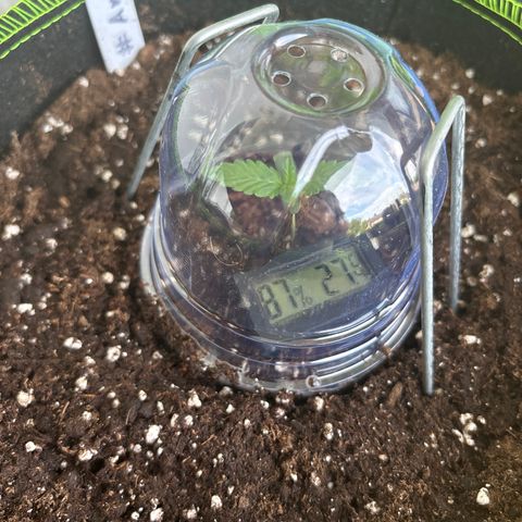 #Amy 1 growlog timeline photo