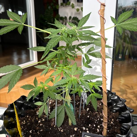Super Lemon Haze growlog timeline photo