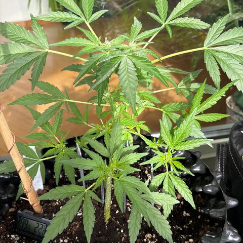 Big Buddha Cheese growlog timeline photo