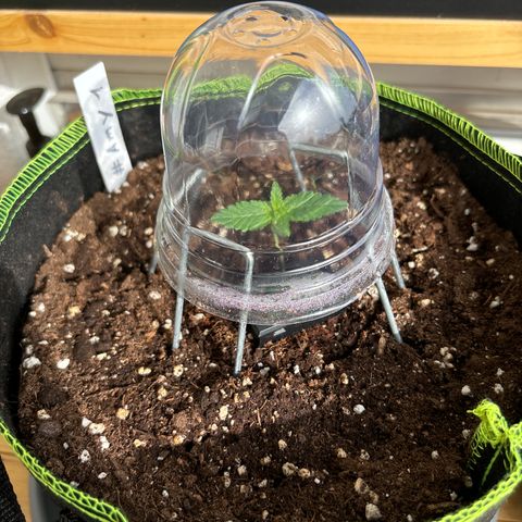 #Amy 1 growlog timeline photo