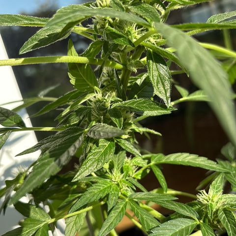 Super Lemon Haze growlog timeline photo