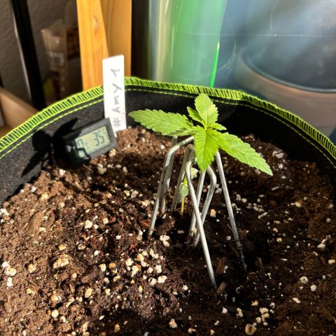 #Amy 1 growlog timeline photo