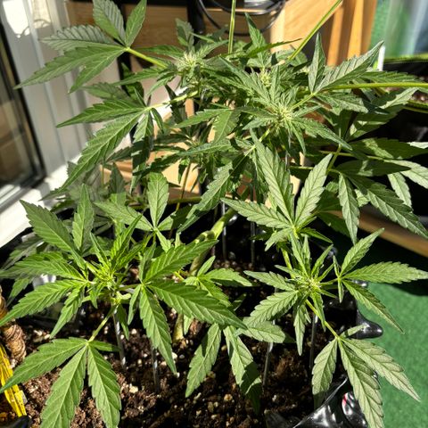 Big Buddha Cheese growlog timeline photo