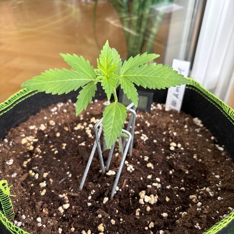 #Amy 1 growlog timeline photo