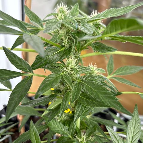 Super Lemon Haze growlog timeline photo