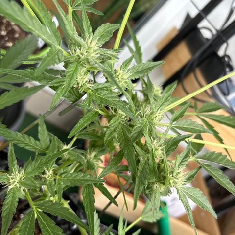 Big Buddha Cheese growlog timeline photo