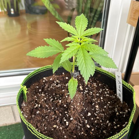 #Amy 1 growlog timeline photo