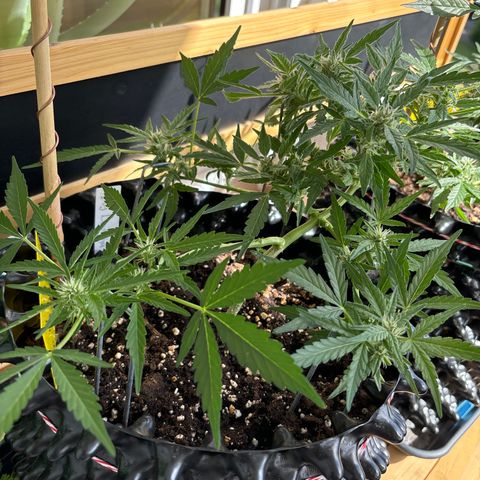 Big Buddha Cheese growlog timeline photo