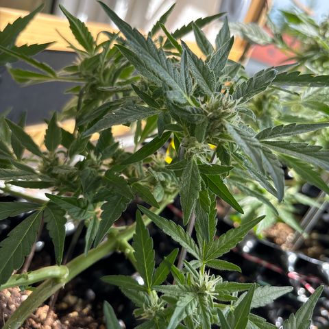 Big Buddha Cheese growlog timeline photo