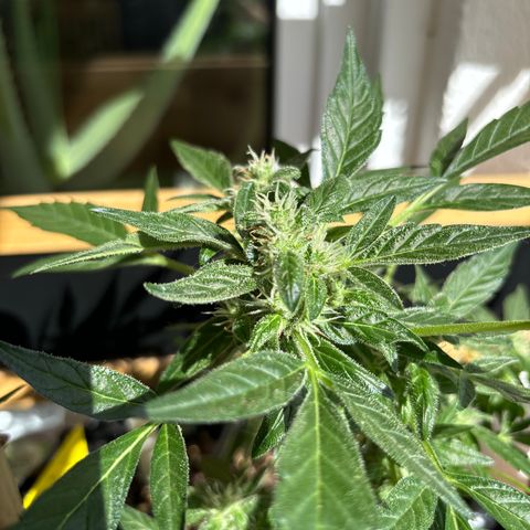 Super Lemon Haze growlog timeline photo