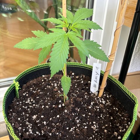 #Amy 1 growlog timeline photo