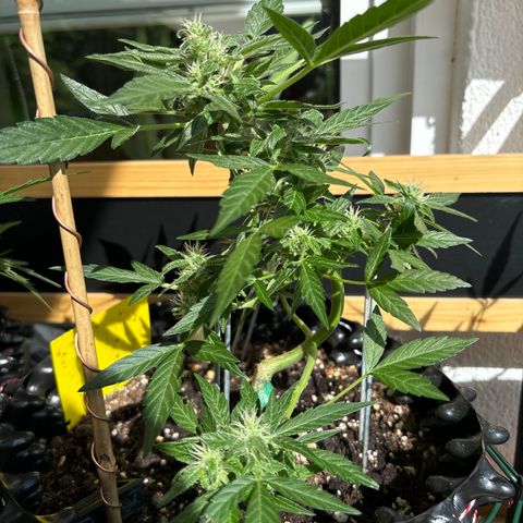 Super Lemon Haze growlog timeline photo