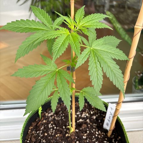 #Amy 1 growlog timeline photo