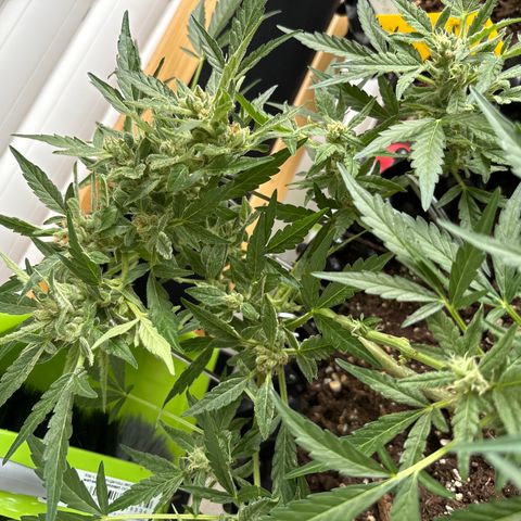 Big Buddha Cheese growlog timeline photo