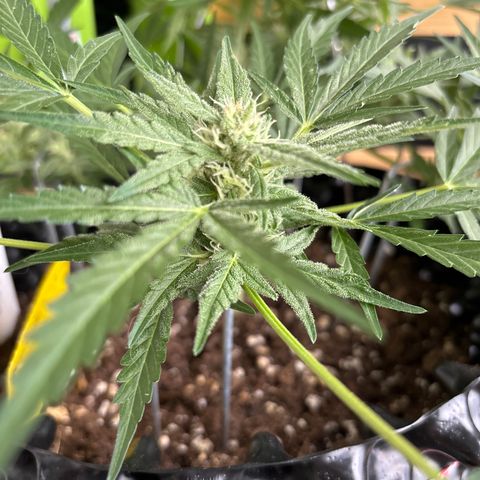 Big Buddha Cheese growlog timeline photo