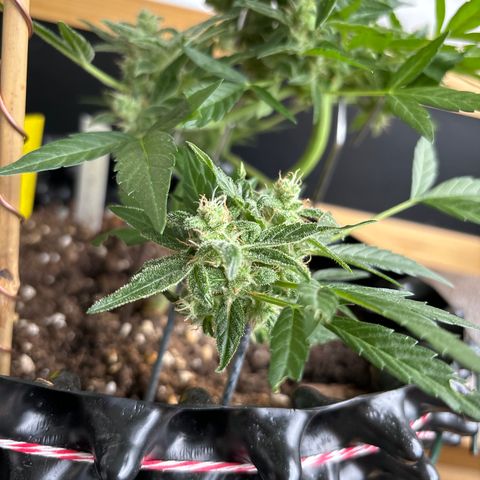 Super Lemon Haze growlog timeline photo