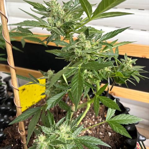 Super Lemon Haze growlog timeline photo