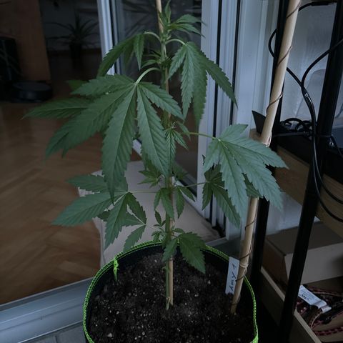 #Amy 1 growlog timeline photo