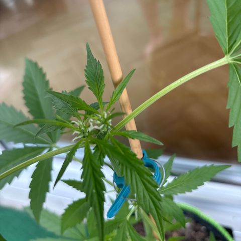#Amy 1 growlog timeline photo