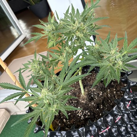Big Buddha Cheese growlog timeline photo