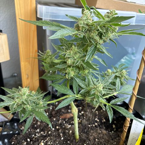 Super Lemon Haze growlog timeline photo