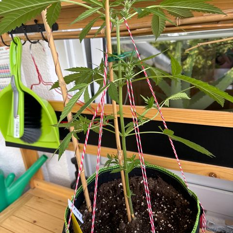 #Amy 1 growlog timeline photo