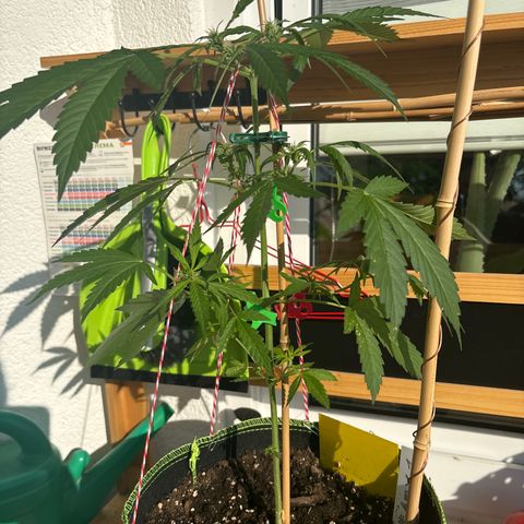 #Amy 1 growlog timeline photo