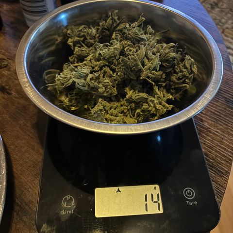 Big Buddha Cheese growlog timeline photo